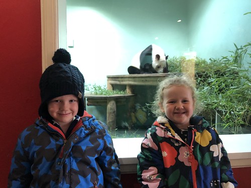 Edinburgh Zoo Panda!