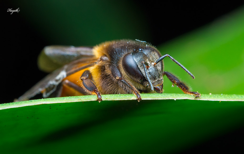 Resting honey bee
