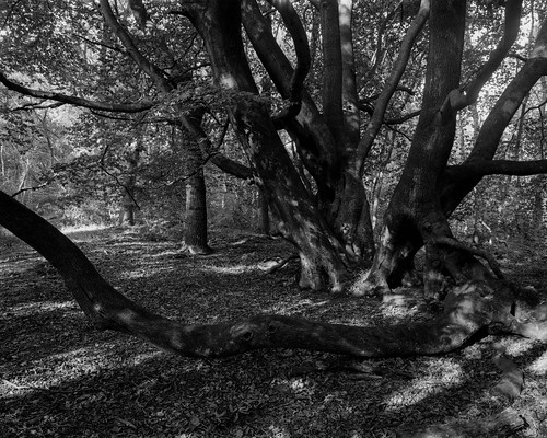 tree hyonswood blackandwhite monochrome ruralnortheast ancientwoodland walkertitansf 4x5 largeformat landscape