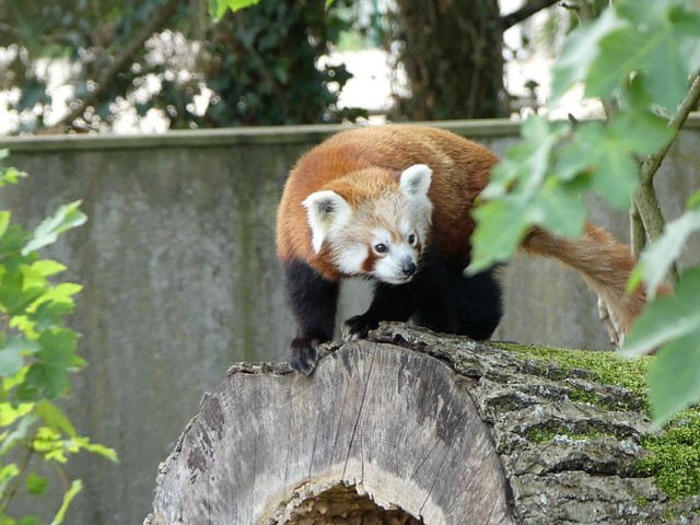 Roter Panda, Zoo Givskud