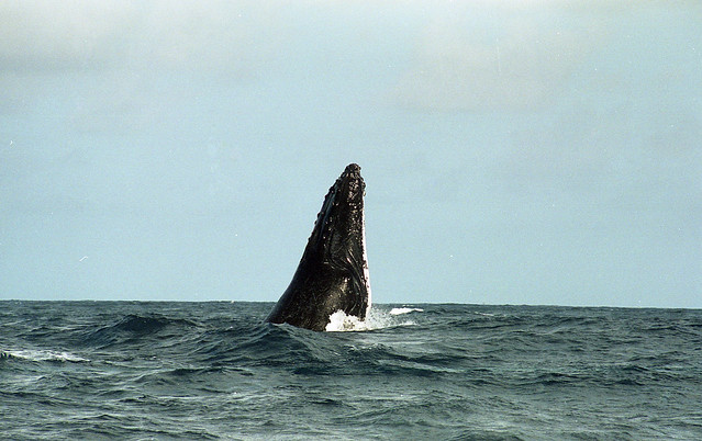 Periscope Whale