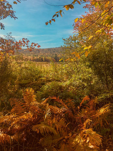 fall autumn trees landscape nature iphone6s