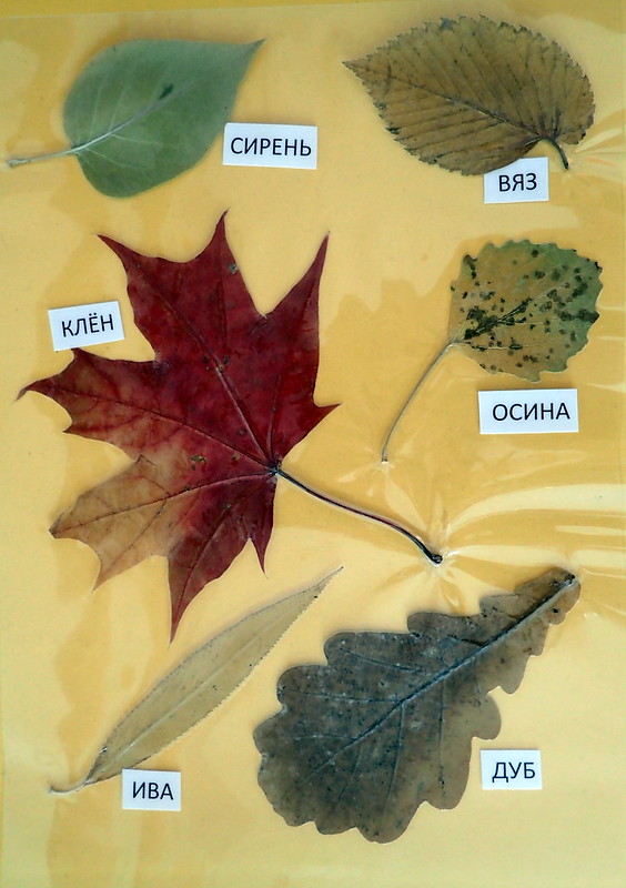 Красивые гербарии из листьев их фото