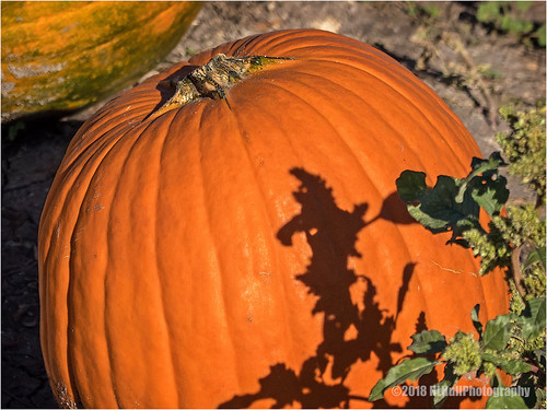 pumpkin pumpkins leaves shadows fall