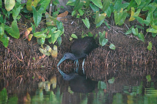6-010 Groene ibis