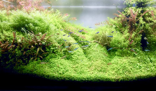 Metabolism 水草水槽 高回転型 今週の60 緑藻増殖 クーラー仕舞