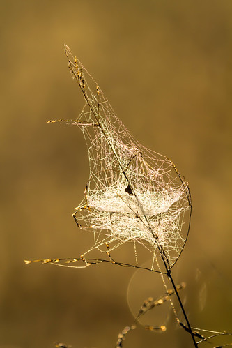 2018 cahokiamounds canon eos7d horseshoelake illinois midwest october nature sunrise water wildlife spider web