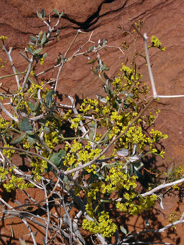 Yellow flowering plant Horseshoe Bend in Arizona, USA