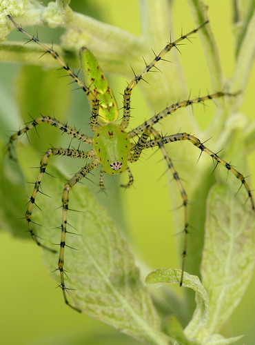 arthropod spider araneae oxyopidae peucetia peucetiaviridans lynxspider greenlynxspider northcarolina piedmont sigma150mmexdgf28macro arachtober inaturalist