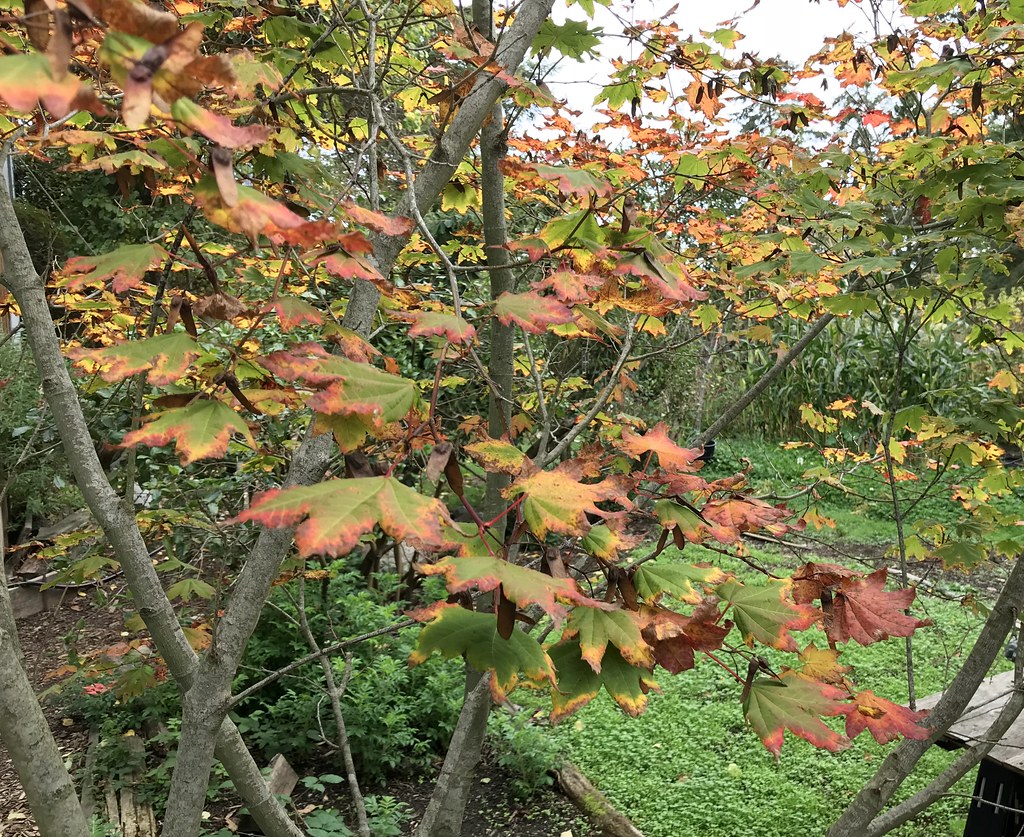 big leaf maple fall