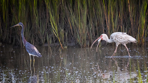 action bird hiltonhead ibis pinckney southcarolina summer sunrise tricoloredheron water wildlife hiltonheadisland unitedstates us