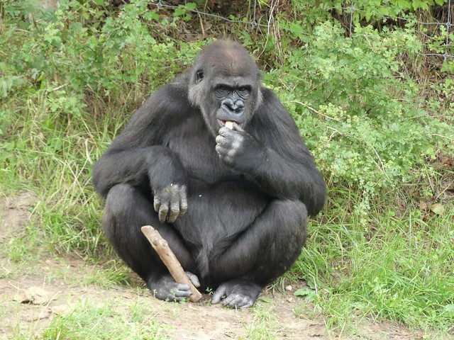 Gorilla, Zoo Givskud