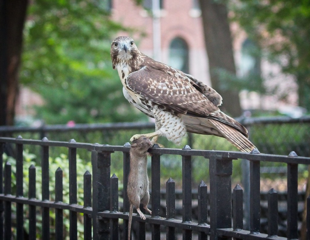 Tompkins red-tail fledgling catches a rat