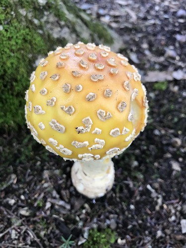mushroom flora fungi