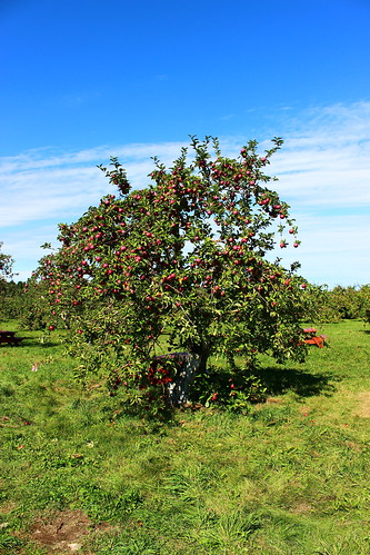 québec quebec qc canada montérégie monteregie apple pomme pommier orchard nature harvest licensed dreamstime shutter shutterstock