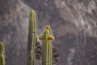 14-078 Cactus