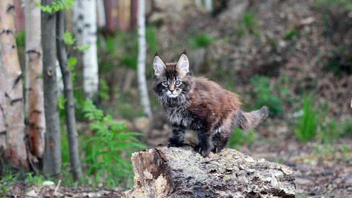 Сколько стоит разводить породистых кошек в России фото