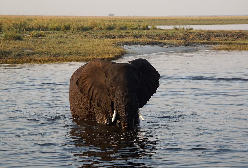 Chobe Riverfront: safari en 4x4 y crucero por el río - BOTSWANA, ZIMBABWE Y CATARATAS VICTORIA: Tras la Senda de los Elefantes (29)
