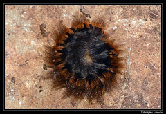 Bombyx de la ronce (Macrothylacia rubi)/Anneau du diable