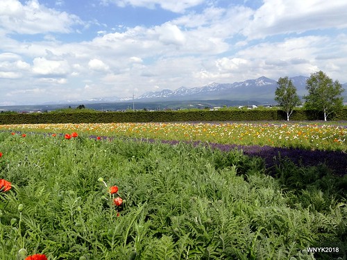 Mountains and Flower Fields