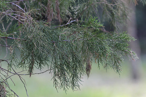 taxonomy:binomial=juniperusvirginiana centralflorida marykeim orlandowetlandspark
