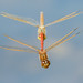 Saffron-winged Meadowhawks - Sympetrum costiferum (Libellulidae) 118x-2022