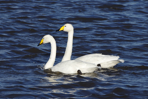 cygnuscygnus whooper swan bird wild water wildlife nature welneywashes wwt