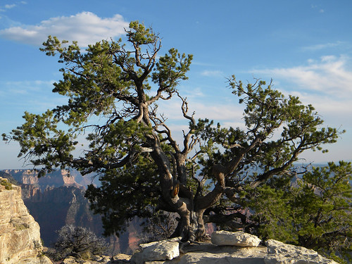 Twisted tree at the North Rim of Grand Canyon, Arizona
