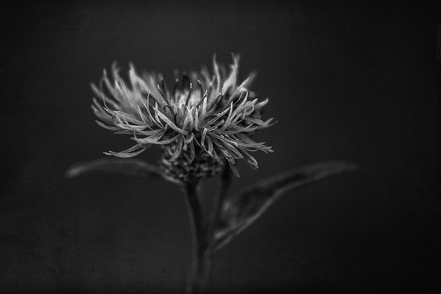 2018.09.21_264/365 - A Artifact of The Ended Summer