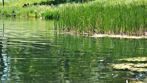 Pond Bits (Parc La Fontaine) II