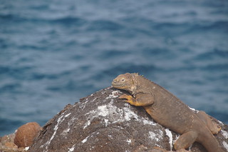 17-077 Galapagoslandleguaan