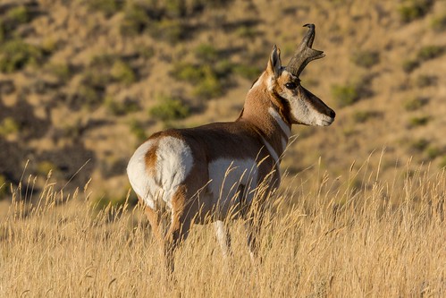 pronghornantelope antelope buck yellowstone yellowstonenationalpark nature wildlife naturethroughthelens ngc coth coth5 npc