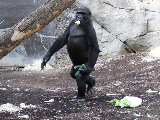 Gorilla Quembo, Zoo Frankfurt