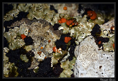 Squamarina cartilaginea & Romjularia lurida - Photo of Urcy