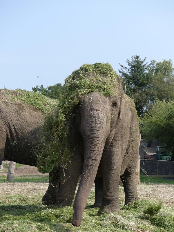 Asiatischer Elefant, Zoo Givskud