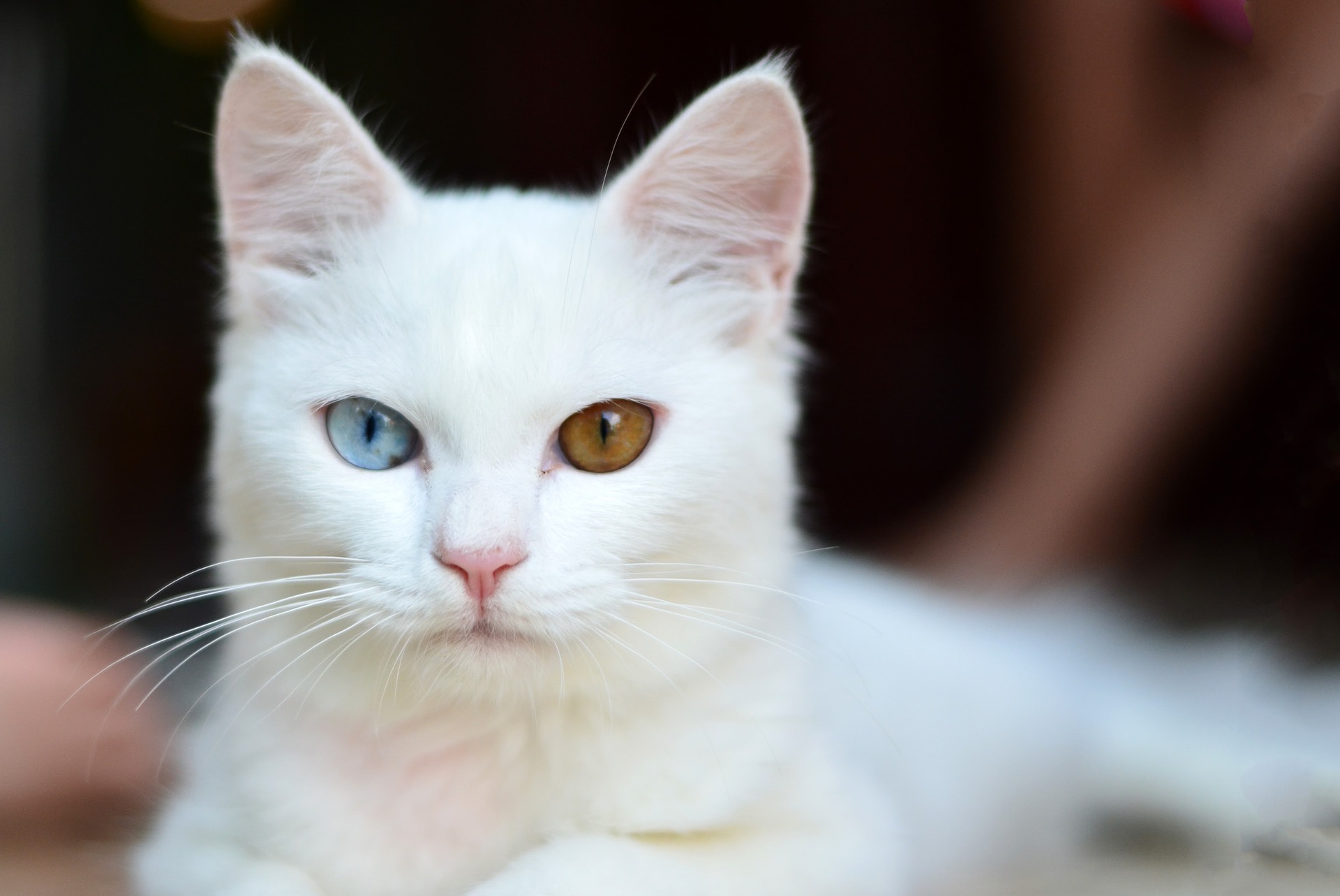 imágenes de gatos top fotos de gatetes en hd y libres de uso en 2019