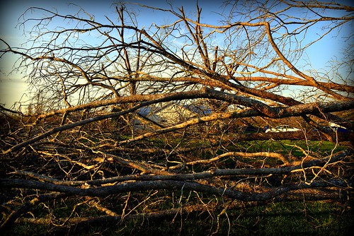 fallenpecantrees hurricanemichael floridapanhandle altha fl damage devastation
