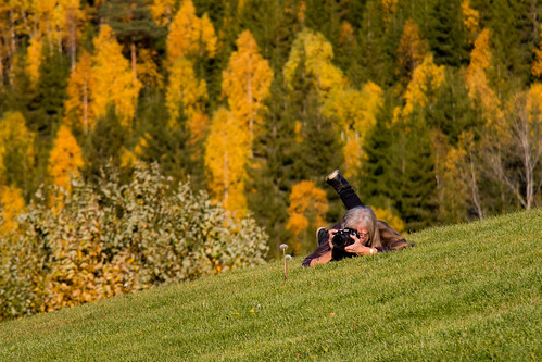 autumn eva norway forest leaves photographer snipermode tree