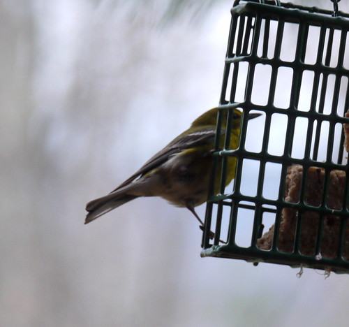 bird pine warbler murphy nc