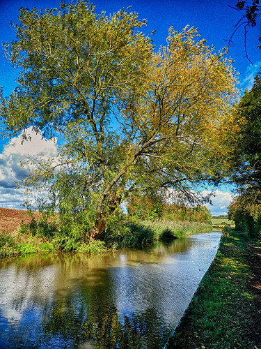 Tibberton - willow tree on the canal