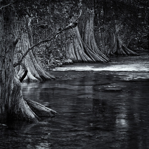 bw blackwhite blackandwhite cibolo cibolonaturecenter creek cypress landscape monochrome roots stream trees water boerne texas unitedstates us