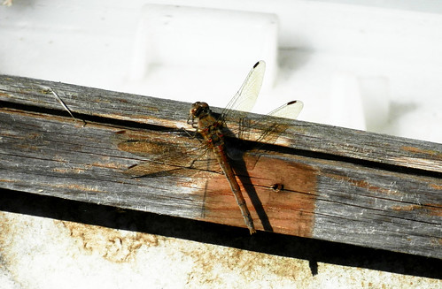 Common Darter Dragonfly DSCN8967