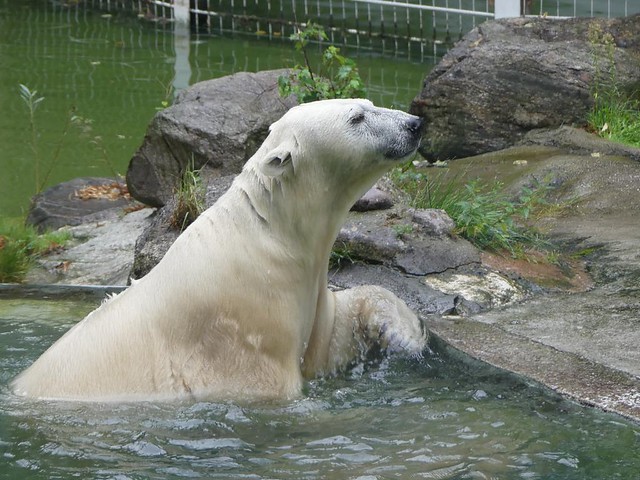 Eisbär Larissa, Tierpark Neumünster