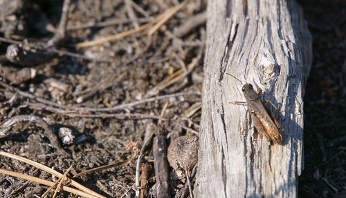 reicherskreuzerheide rotflügeligeschnarrschrecke psophusstridulus feldheuschrecken acrididae