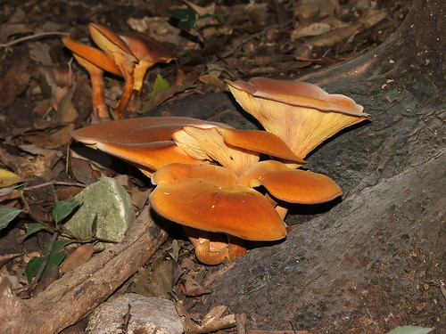 Mushroom Omphalotus olearius MIMIC IGFB25