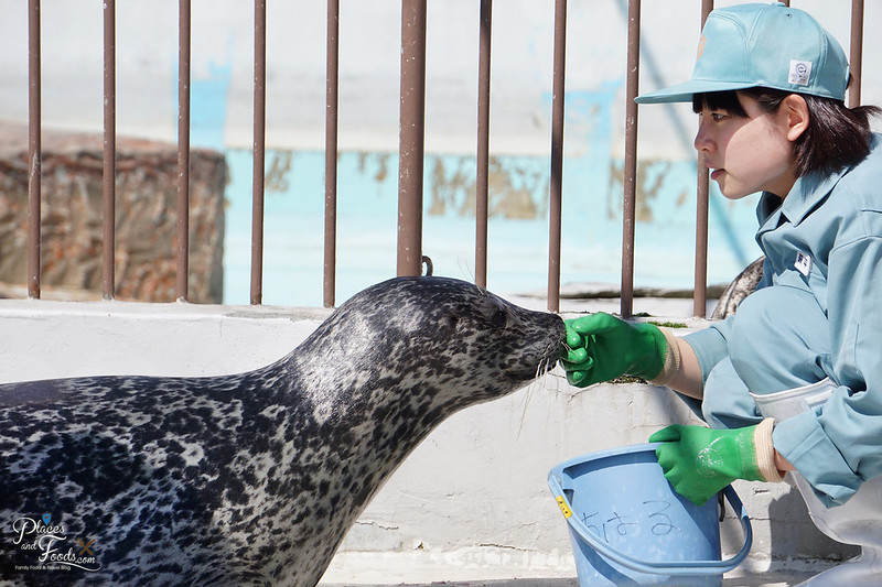 sapporo maruyama zoo seal