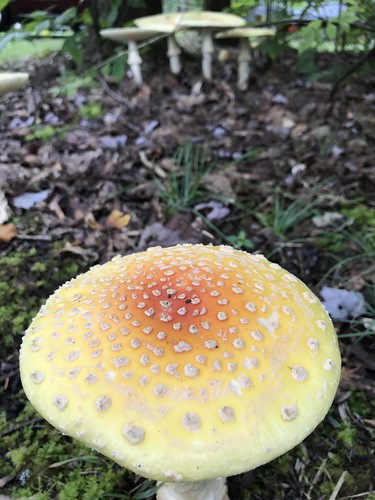 mushroom fungi flora