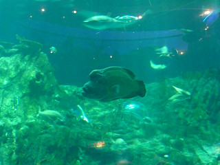 Photo 1 of 10 in the Aquarium gallery