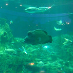 Photo of Aquarium