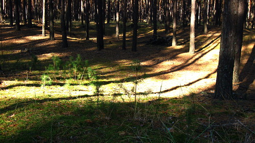 утро лес солнечный свет тени деревья стволы хвоя трава осень сезон погода природа ландшафт morning forest solar shine shadows trees trunks needles grass autumn season weather nature landscape